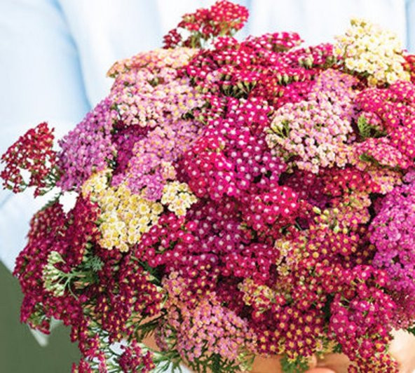 Tohum Dünyam 20 Adet Red shades Yarrow Tohumu ürün görseli 1