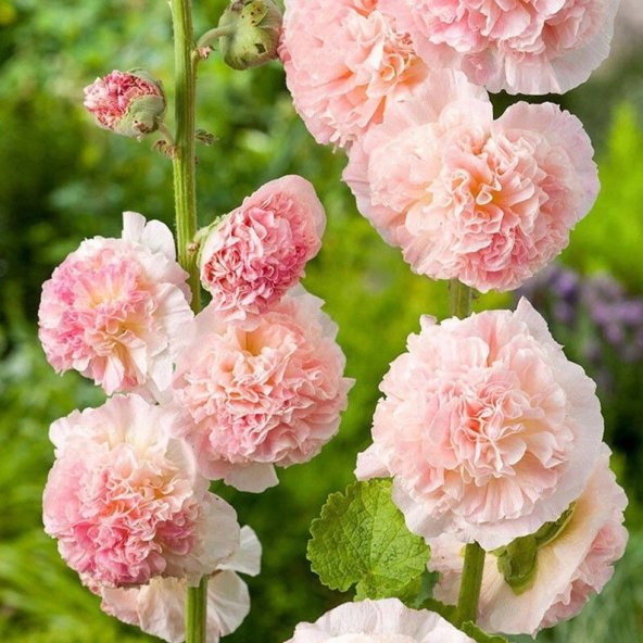 Tohum Dünyam 10 Adet Double Apricot&Rosy-Peach Pom Hollyhocks Tohumu ürün görseli 1