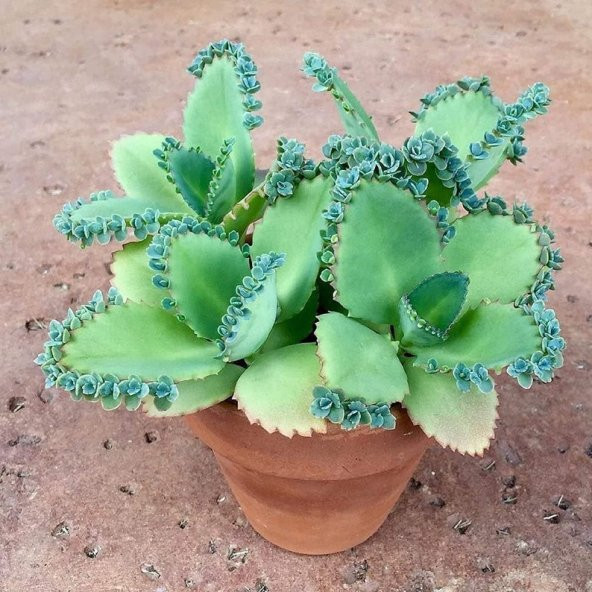 Tohum Dünyam 5 Adet Mother of Thousands Tohumu ürün görseli 1