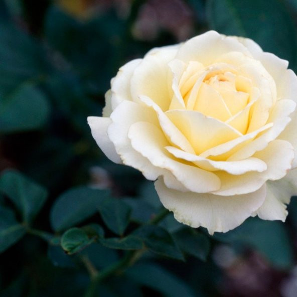 Tohum Dünyam 5 Adet White Rose Gül Tohumu ürün görseli 1