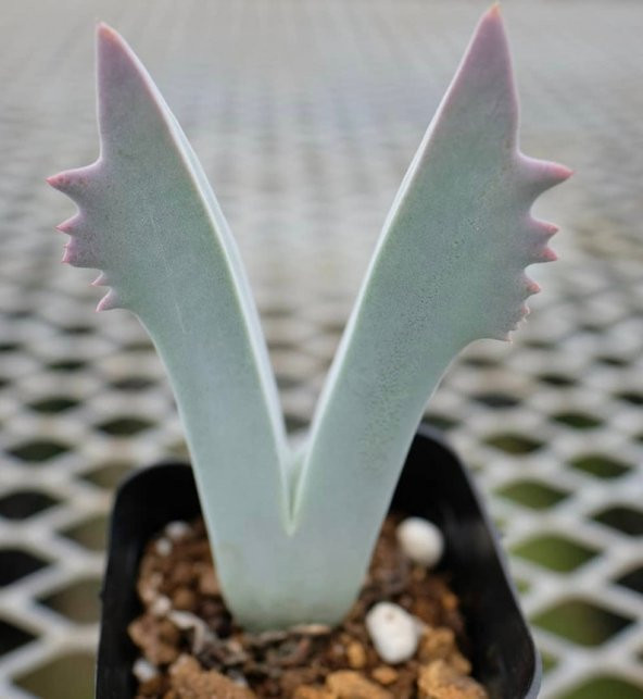Tohum Dünyam 10 Adet Cheiridopsis Species Mix Succulent Tohumu ürün görseli 1