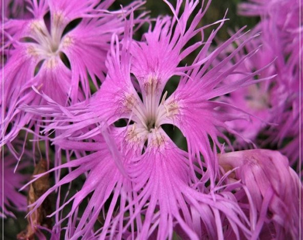Tohum Dünyam 10 Adet Tufted Pink Dianthus Tohumu ürün görseli 1