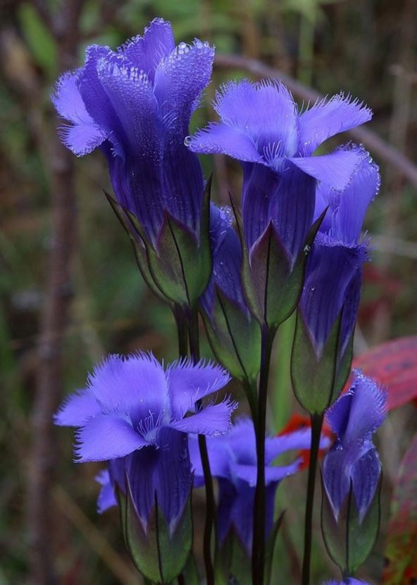 Tohum Dünyam 10 Adet Rare Fringed Gentianopsis crinita Tohumu ürün görseli 1