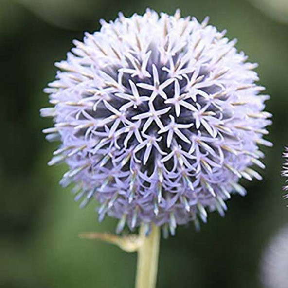 Tohum Dünyam 10 Adet Rare Star Frost Globe Thistle Tohumu ürün görseli 1