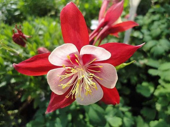 Tohum Dünyam 10 Adet Columbine Aquilegia Vulgaris Tohumu ürün görseli 1