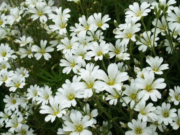 Tohum Dünyam 20 Adet SNOW IN SUMMER (Chickweed) Tohumu ürün görseli 1