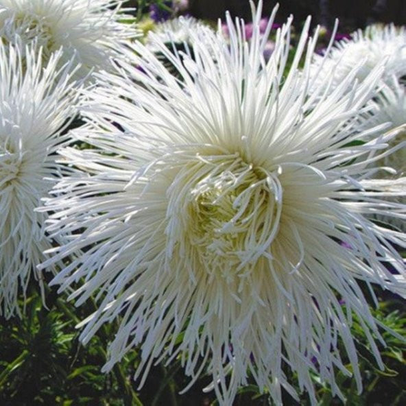 Tohum Dünyam 10 Adet Natural Needle Aster Isolda Heirloom Tohumu ürün görseli 1