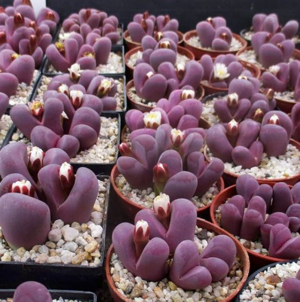 Tohum Dünyam 10 Adet Lithops Optica Rubra Succulent Tohumu ürün görseli 1