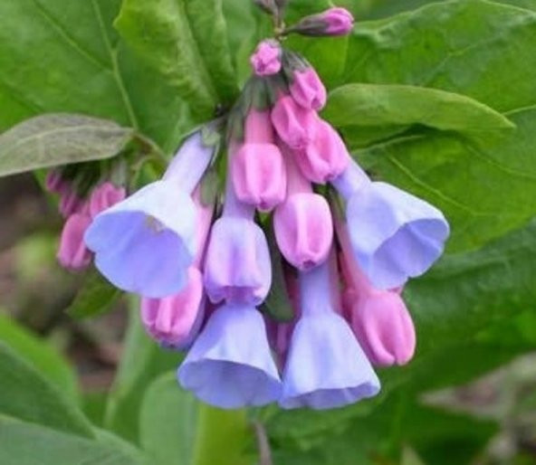 Tohum Dünyam 10 Adet Virginia Bluebell Tohumu ürün görseli 1