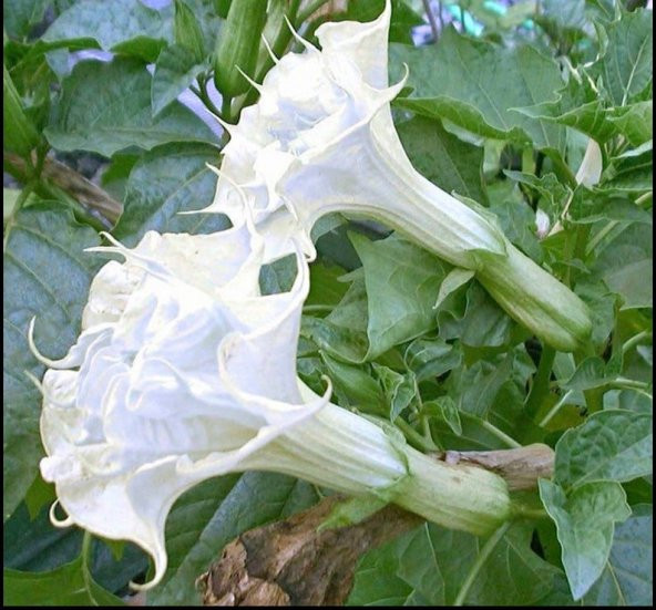 Tohum Dünyam 10 Adet White Ballerina Trumpet Tohumu ürün görseli 1