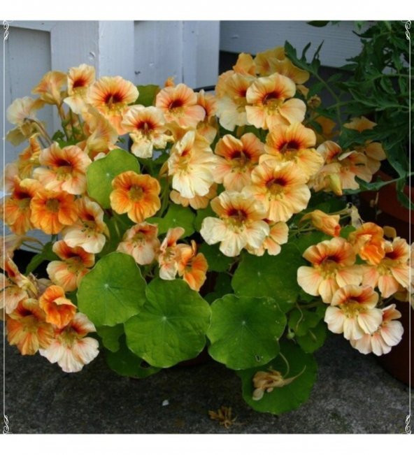 Tohum Dünyam 5 Adet Tropaeolum Peach Melba Nasturtium Tohumu ürün görseli 1