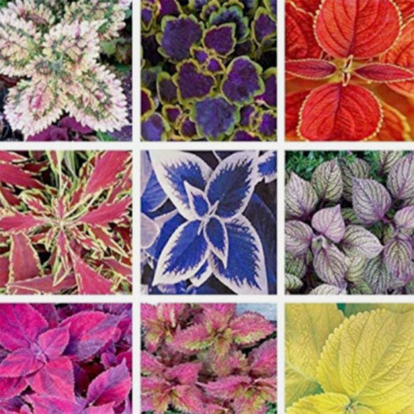 Tohum Dünyam 20 Adet Rainbow Coleus Mix Colors Tohumu ürün görseli 1