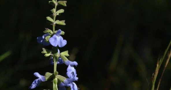 Tohum Dünyam 10 Adet Blue Sage, Salvia Azurea Tohumu ürün görseli 1