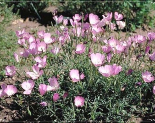 Tohum Dünyam 20 Adet Lilac Color Bottae Godetia Tohumu ürün görseli 1
