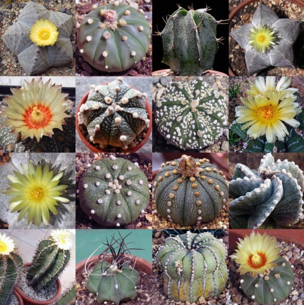 Tohum Dünyam 10 Adet Mix Astrophytum Kaktüs Tohumu ürün görseli 1