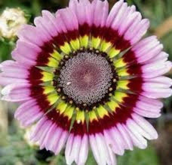Tohum Dünyam 10 Adet Painted Daisy Tohumu ürün görseli 1