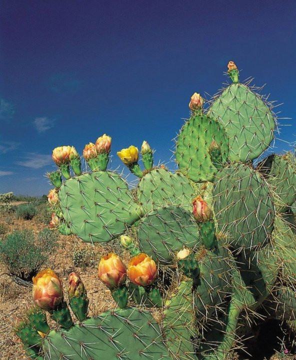 PTTAVM: Tohum Dnyam 10 Adet Cold Hardy Opuntia Engelmannii Kakts Tohumu