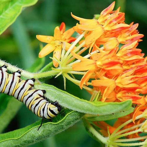 Tohum Dünyam 10 Adet Orange Butterly Milkweed Tohumu ürün görseli 1