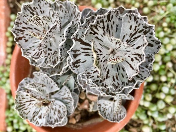 Tohum Dünyam 10 Adet Rare Kalanchoe Rhombopilosa Succulent Tohumu ürün görseli 1