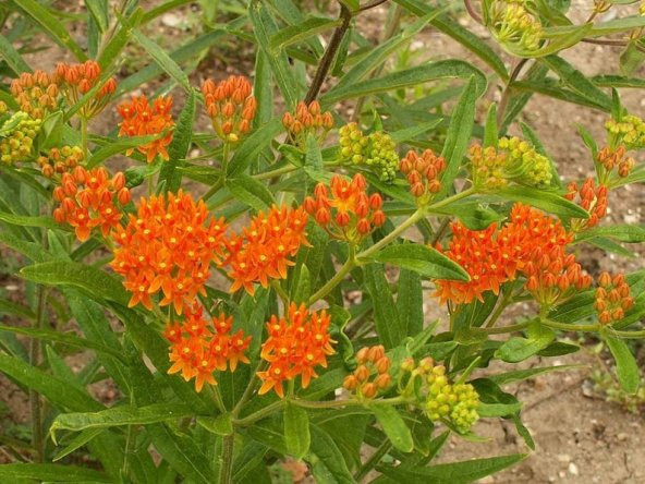 Tohum Dünyam 10 Adet Butterfly Weed Tohumu ürün görseli 1
