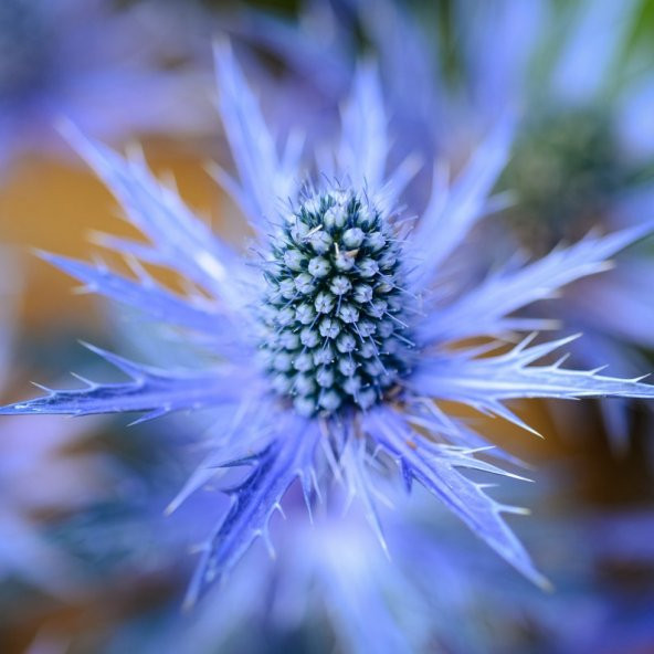 Tohum Dünyam 10 Adet Blue Glitter Sea Holly Alpinum Tohumu ürün görseli 1