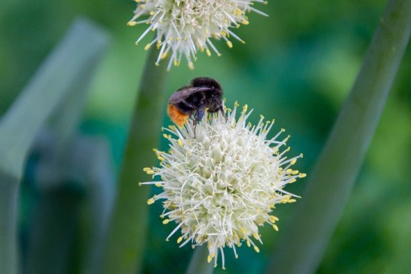 Tohum Dünyam 10 Adet Buttonbush Tohumu ürün görseli 1