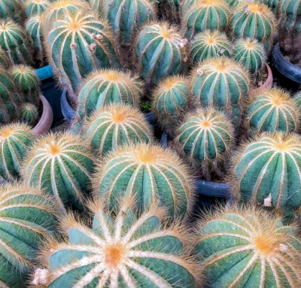 Tohum Dünyam 10 Adet Parodia Cactus Succulent Mix Tohumu ürün görseli 1