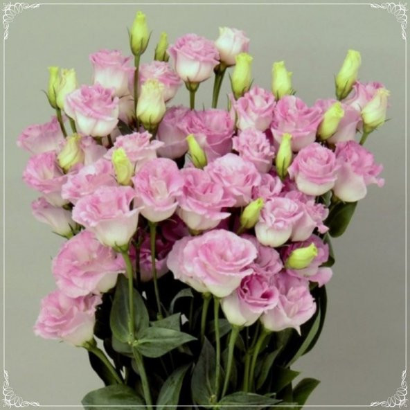 Tohum Dünyam 5 Adet Papillon Pink Blush Lisianthus Tohumu ürün görseli 1