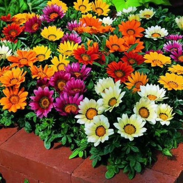 Tohum Dünyam 10 Adet Gazania Mix Flower Tohumu ürün görseli 1
