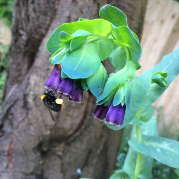 Tohum Dünyam 10 Adet Cerinthe Major, Pride of Gibraltar, Honeywort Tohumu ürün görseli 1