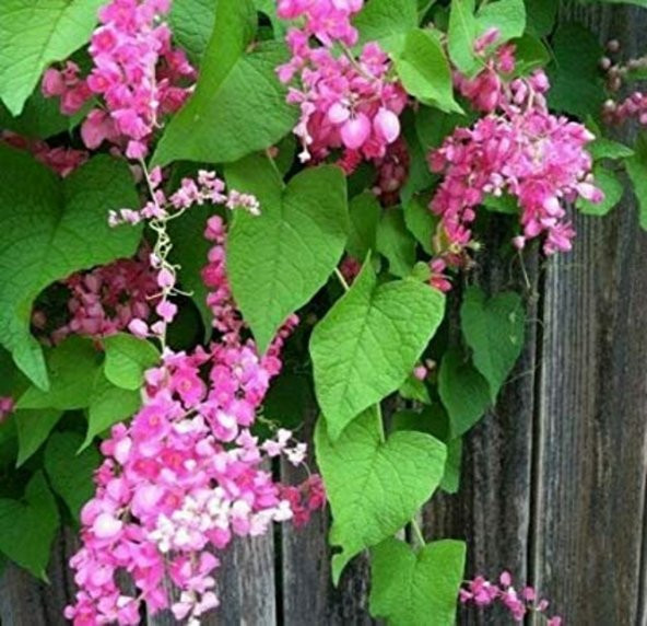Tohum Dünyam 10 Adet Pink Coral Vine Tohumu ürün görseli 1