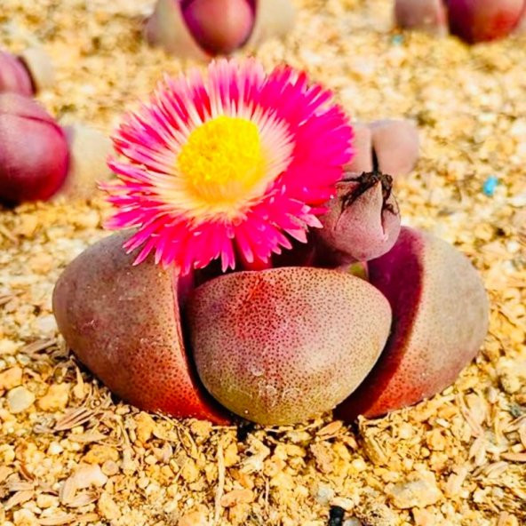 Tohum Dünyam 10 Adet Pleiospilos Royal Flush Succulent Tohumu ürün görseli 1