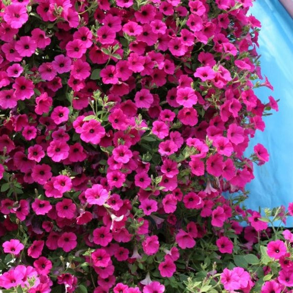 Tohum Dünyam 10 Adet Natural Creeping Petunia Purple Tohumu ürün görseli 1
