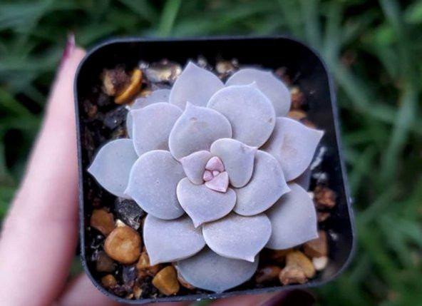 Tohum Dünyam 10 Adet Graptopetalum Pentandrum Succulent Tohumu ürün görseli 1
