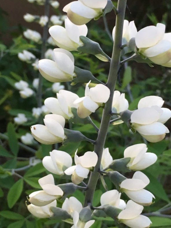 Tohum Dünyam 10 Adet White Wild Indigo Tohumu ürün görseli 1