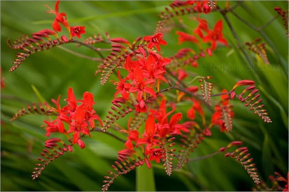 Tohum Dünyam 10 Adet RED LUCIFER CROCOSMIA Tohumu ürün görseli 1