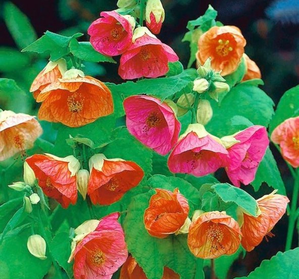 Tohum Dünyam 10 Adet Abutilon Hybridum Bellvue Mix Tohumu ürün görseli 1