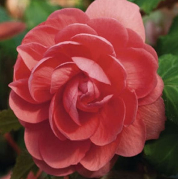 Tohum Dünyam 10 Adet Salmon Begonia Garden Tohumu ürün görseli 1