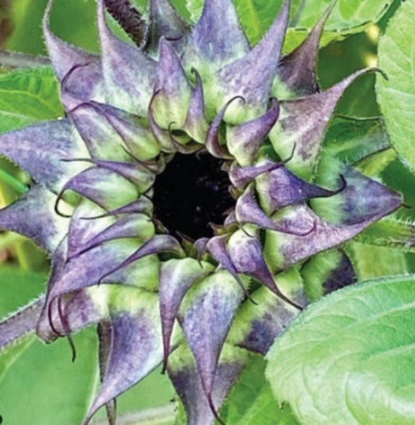 Tohum Dünyam 10 Adet Sunflower Sun-Fill Purple Tohumu ürün görseli 1