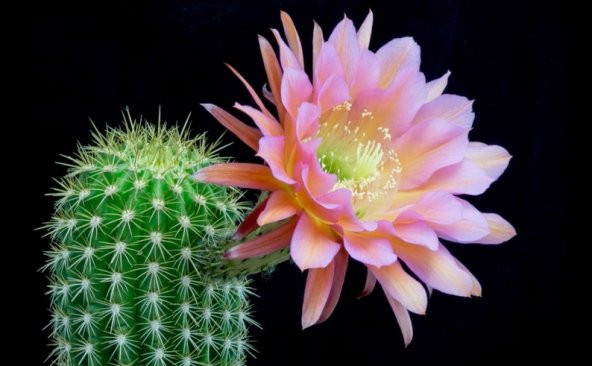 Tohum Dünyam 10 Adet Lobivia Cactus Variety Tohumu ürün görseli 1