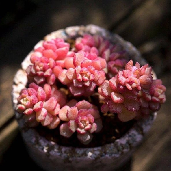Tohum Dünyam 10 Adet Sedum Versadense Rare Succulent Tohumu ürün görseli 1