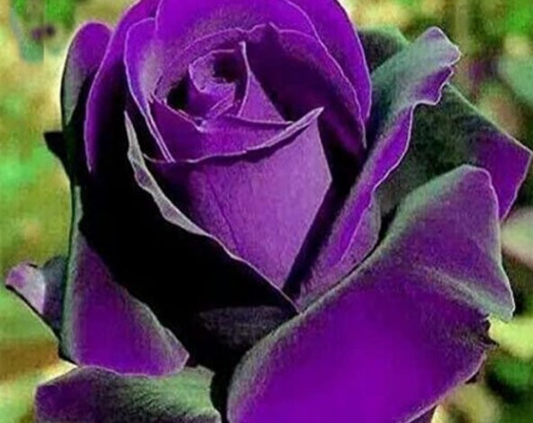 Tohum Dünyam 5 Adet Dragon Rose Purple Tohumu ürün görseli 1
