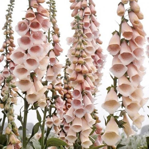Tohum Dünyam 10 Adet Cottage Foxgloves Apricot Peach Digitalis Tohumu ürün görseli 1