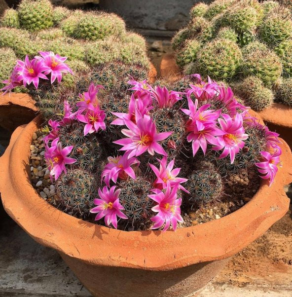 Tohum Dünyam 10 Adet Mammillaria Mazatlanensis Kaktüs Tohumu ürün görseli 1