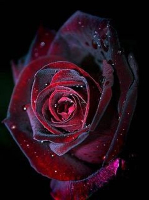 Tohum Dünyam 5 Adet Red and Black Rose Gül Tohumu ürün görseli 1