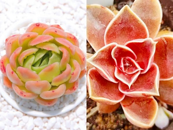 Tohum Dünyam 10 Adet Echeveria gilva Succulent Tohumu ürün görseli 1