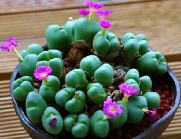 Tohum Dünyam 10 Adet Cactus Lithop Succulent Tohumu ürün görseli 1
