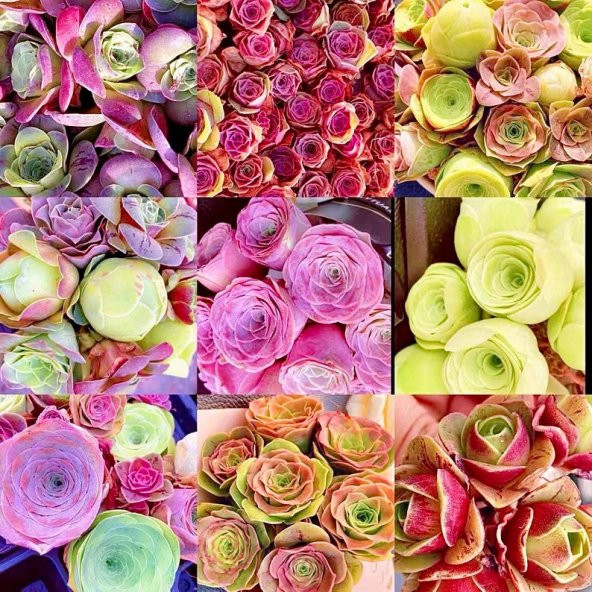 Tohum Dünyam 10 Adet Rare Mountain Rose MIX Succulent Tohumu ürün görseli 1