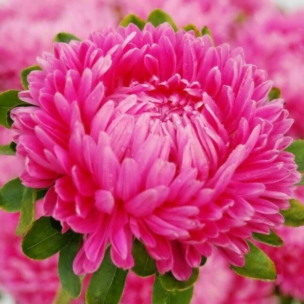Tohum Dünyam 10 Adet Aster Karmelita Pink Annual Tohumu ürün görseli 1