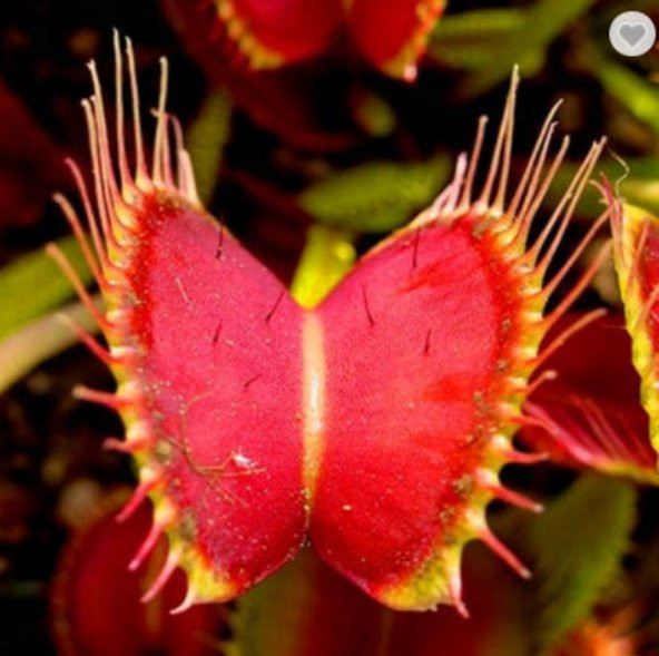 Tohum Dünyam 5 Adet Venus Flytrap Fresh Garden Tohumu ürün görseli 1